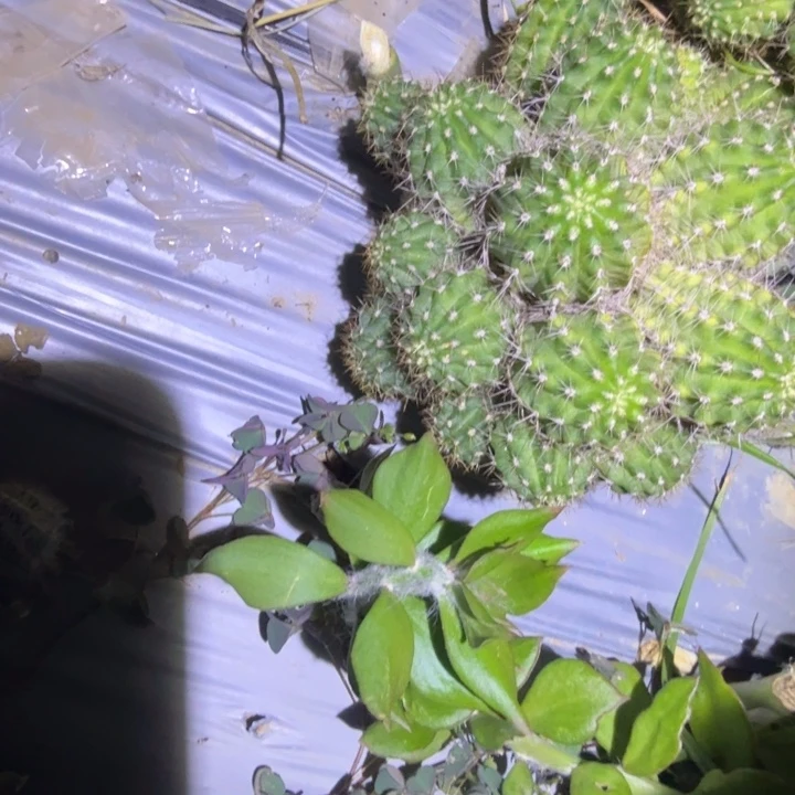 矮胖白檀1162群生508