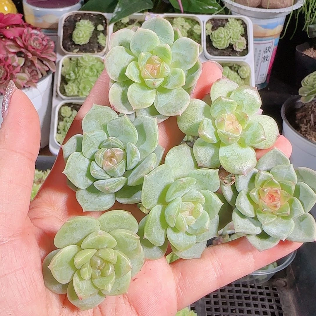 0705---66糖心珍妮