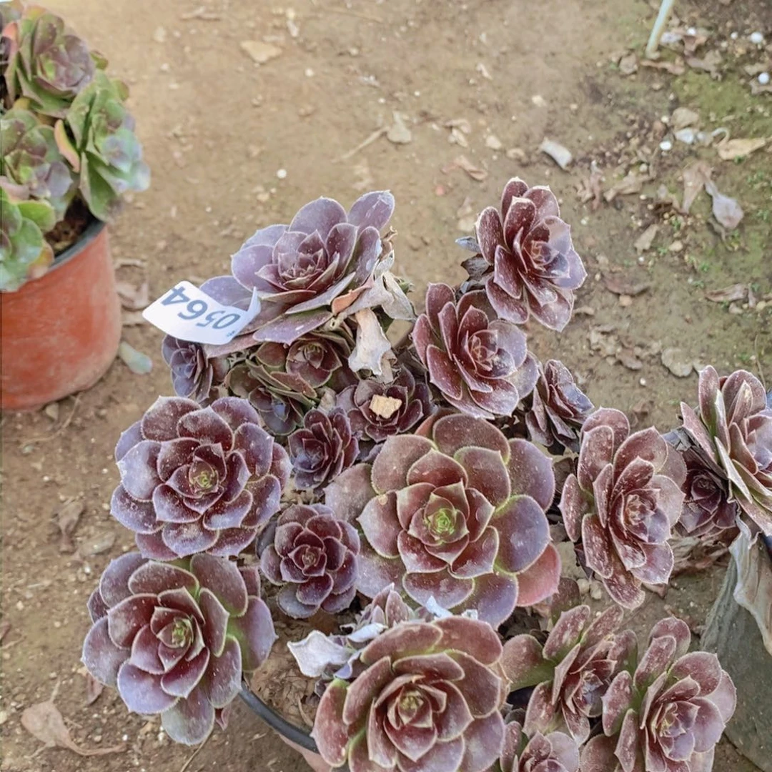 564 号一物一拍多肉植物