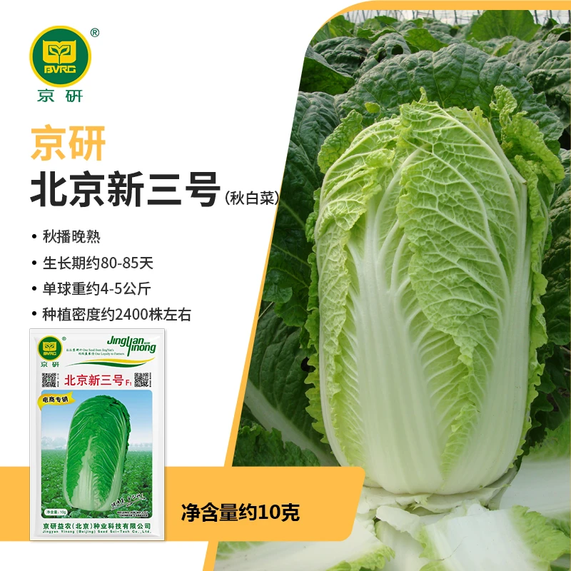 京研【农科院】京研新大白菜种子白菜种子秋天种子秋播晚熟高品质