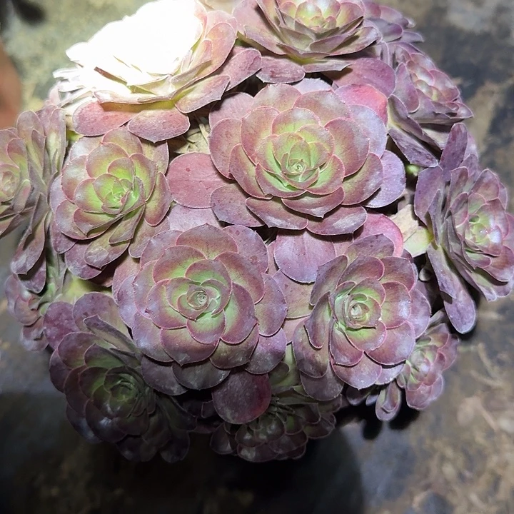 精品魅金玫瑰绣球朵朵亏本福利