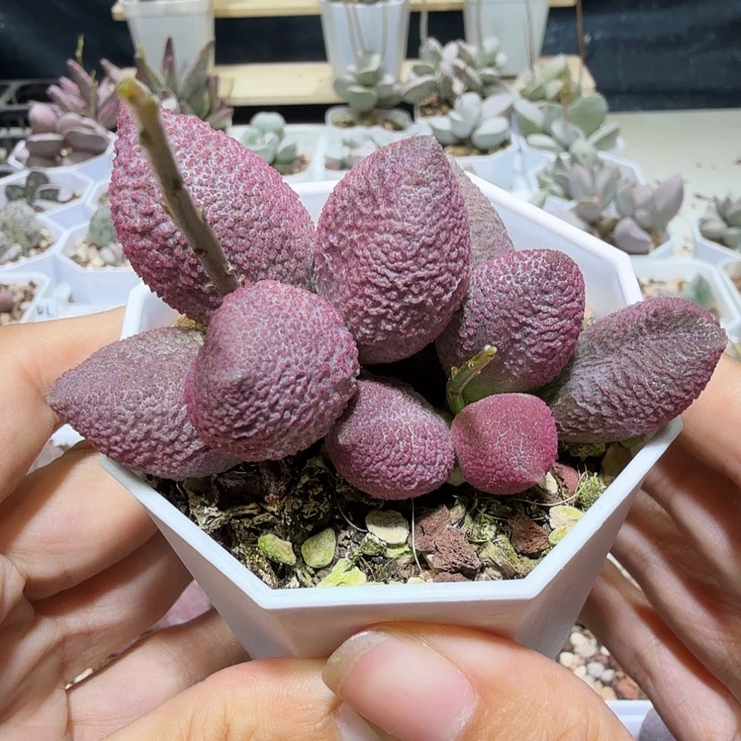 飔*粉核桃水泡多肉植物