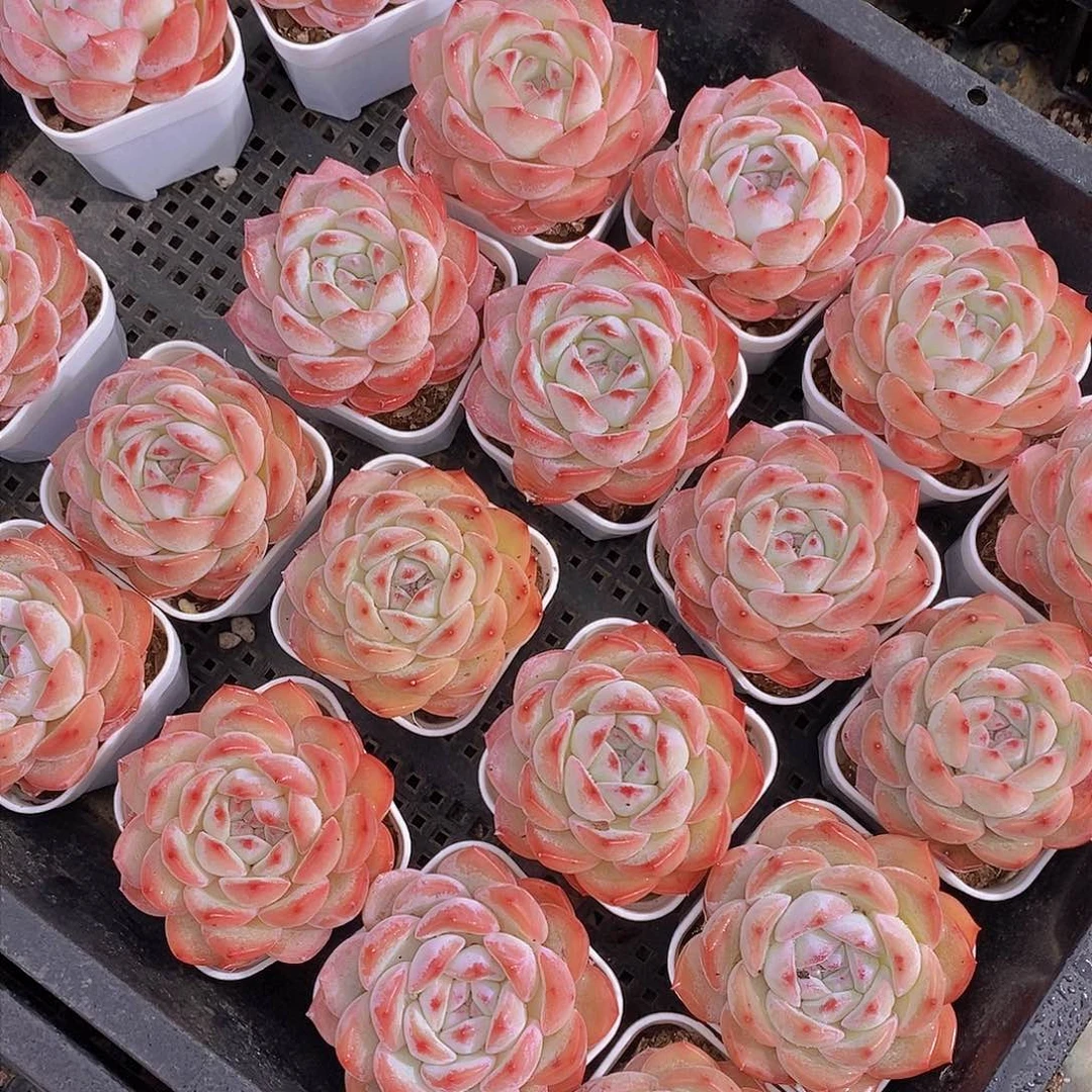 0304-新批次 草莓杏仁单头福利一颗 量拍