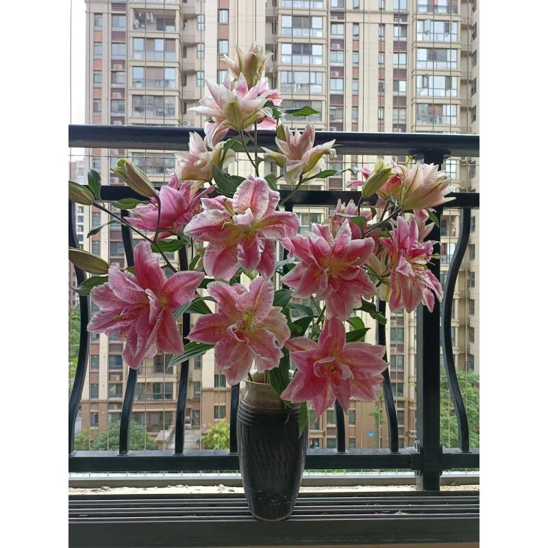 梅丽莎 重瓣香水百合