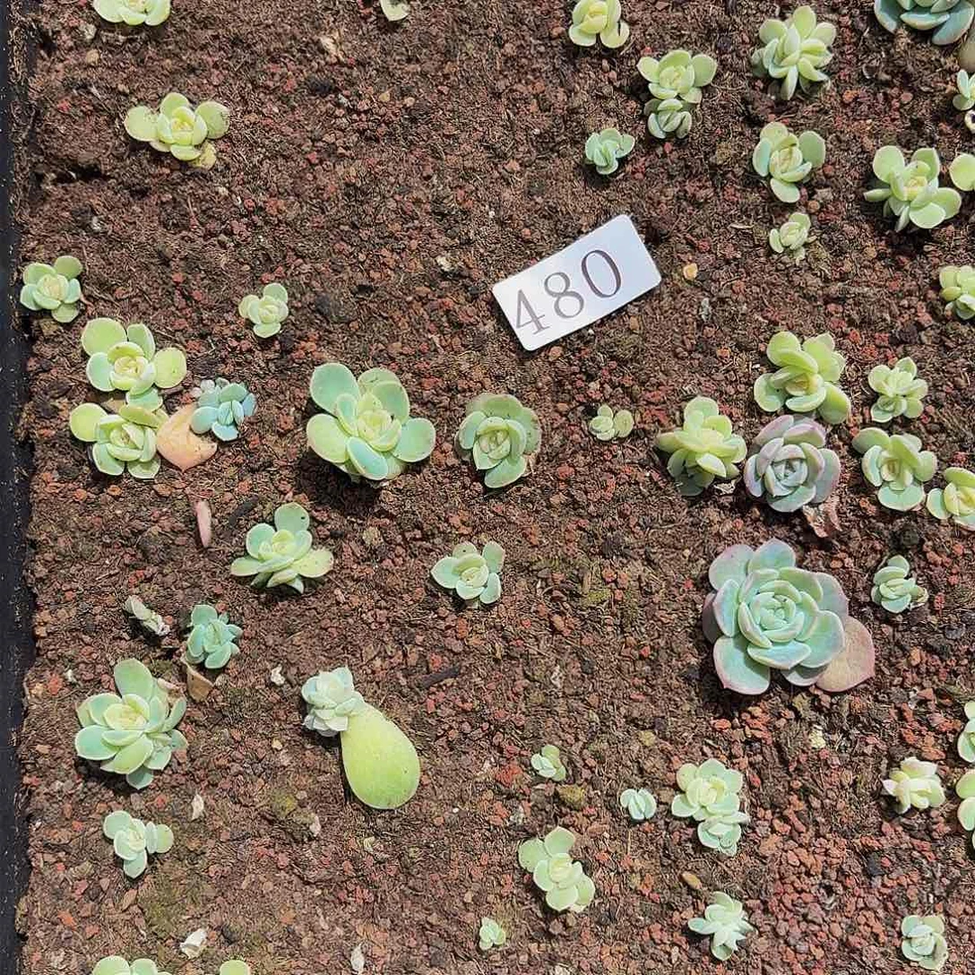 多肉植物多肉植物480