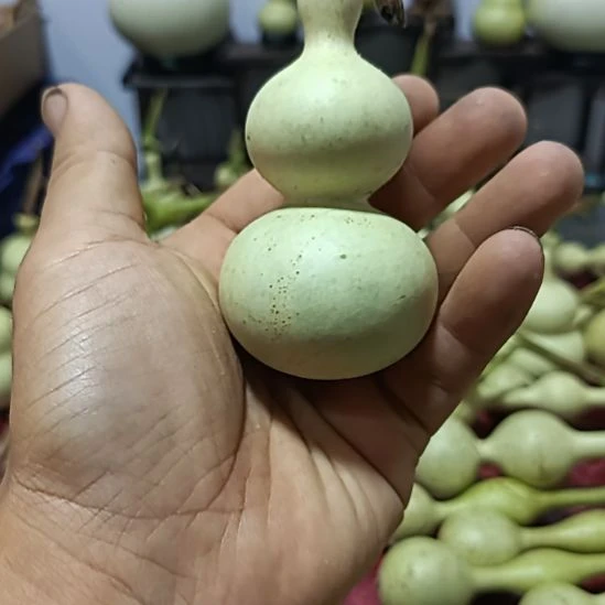富***强木质类葫芦直播下，龙头干了，阴干最好