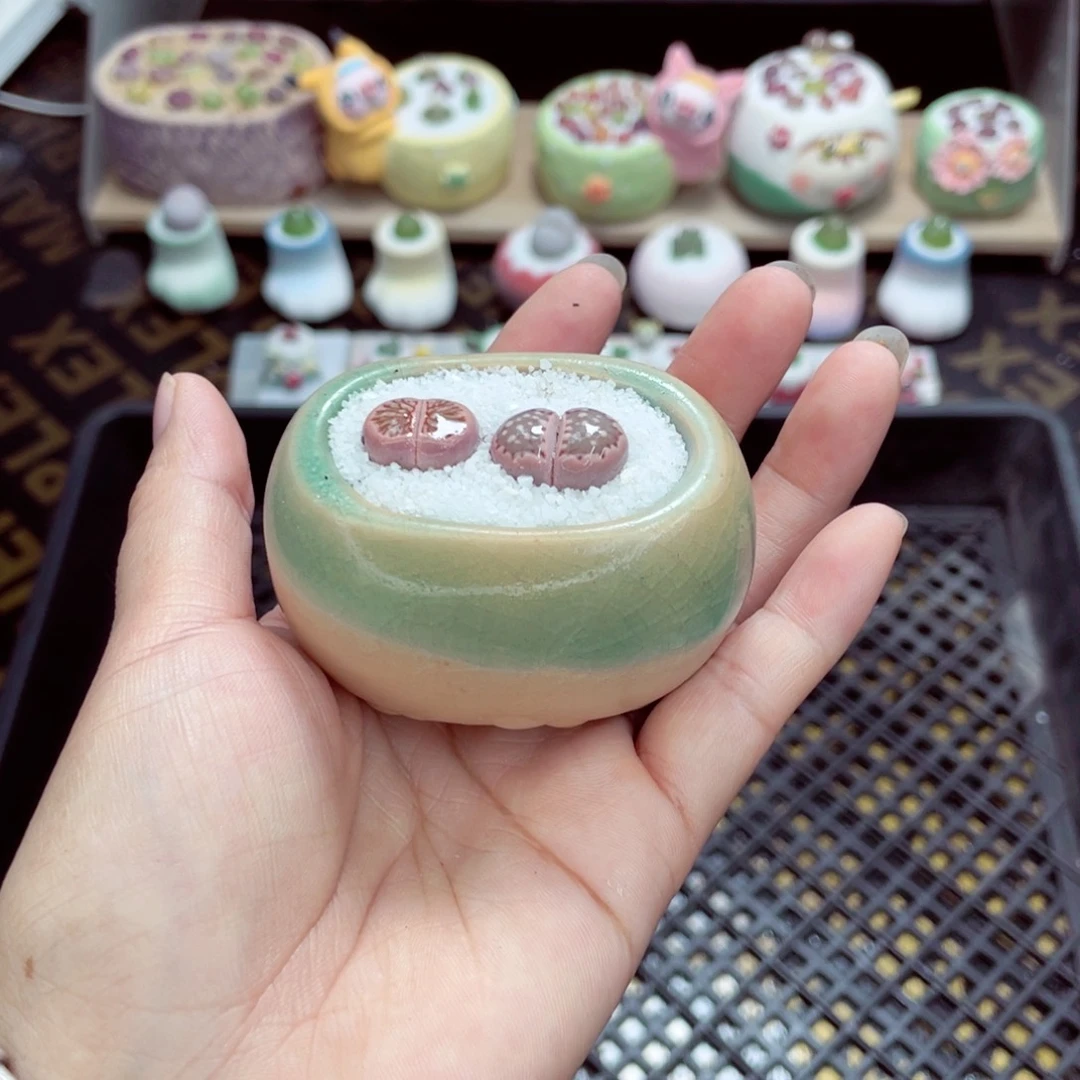 @***棠w5605 带盆土发货一物一拍
