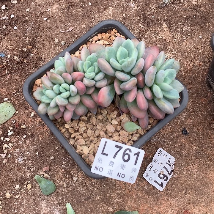 木糖醇朵朵 多肉植物9.27号后发