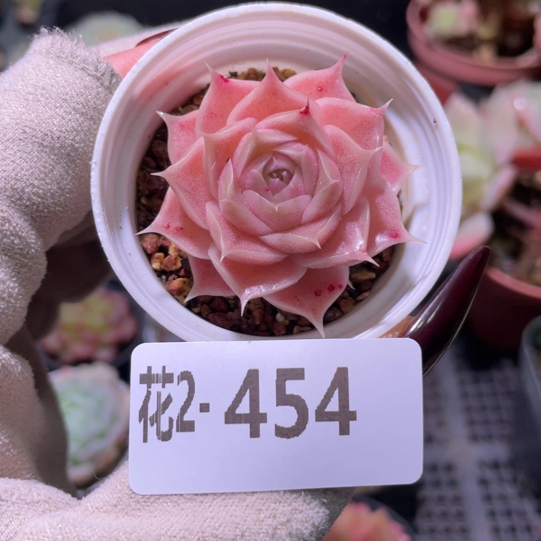 花利美2-454霜瓷单头