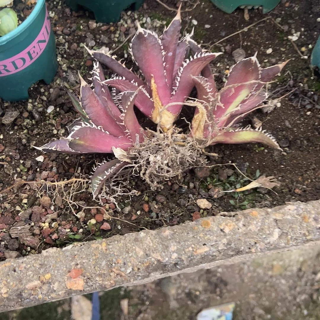 超**想红猫3头植物