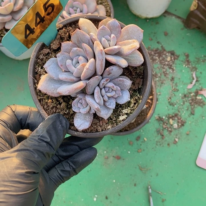 小***呜445号韩版奶茶一颗