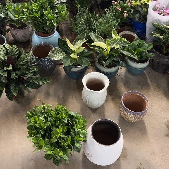 完全开放花陶园艺栀子花盆栽