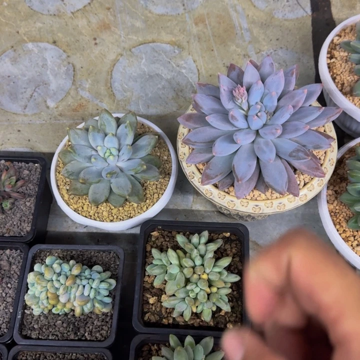 楠***黄胖体 彩胖体 哥特 一物一拍