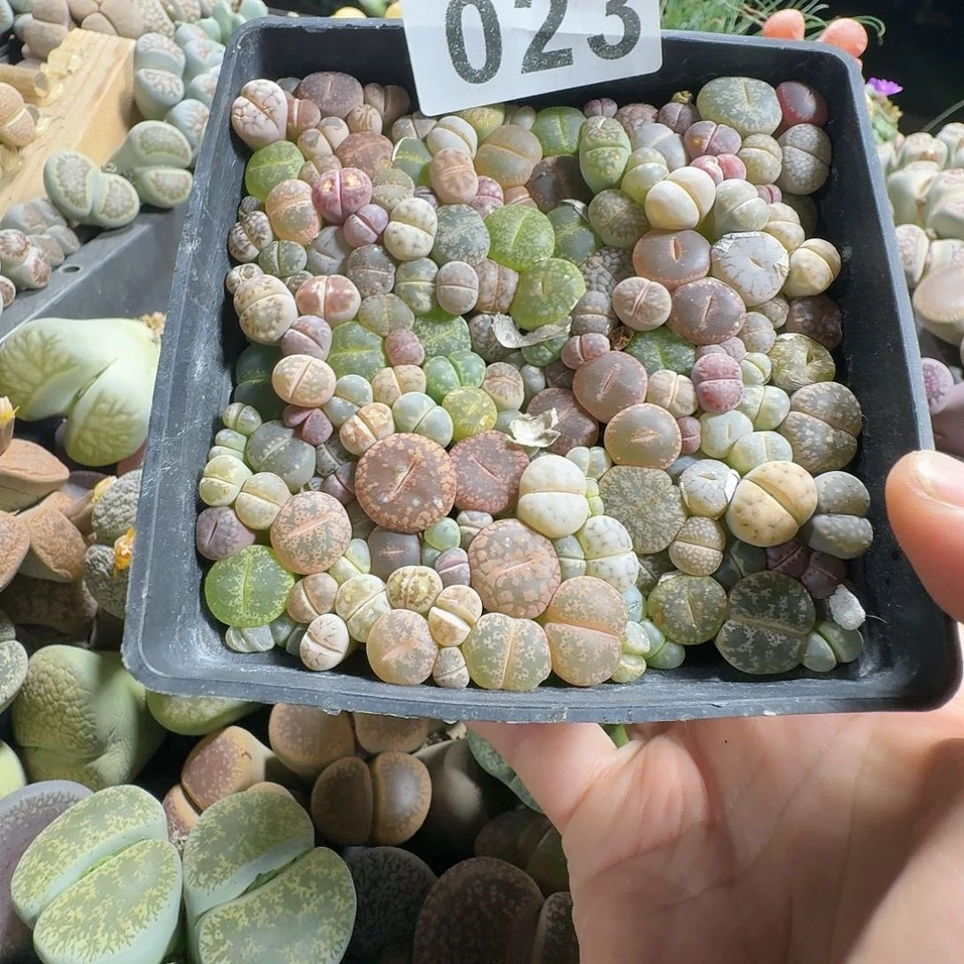丽***君生石花一物一拍十公分盆023
