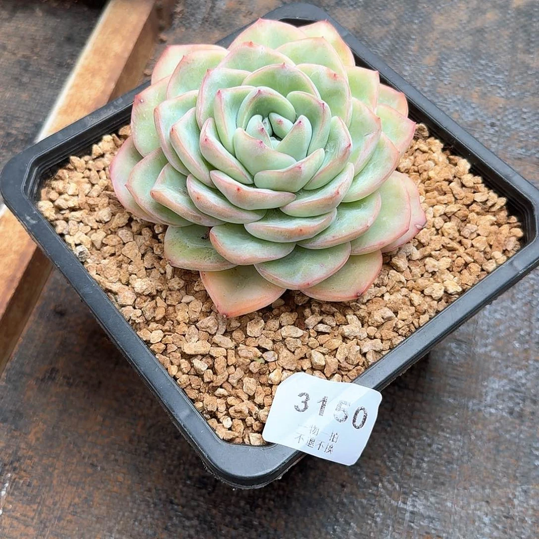 温*3150号泡芙单头多肉