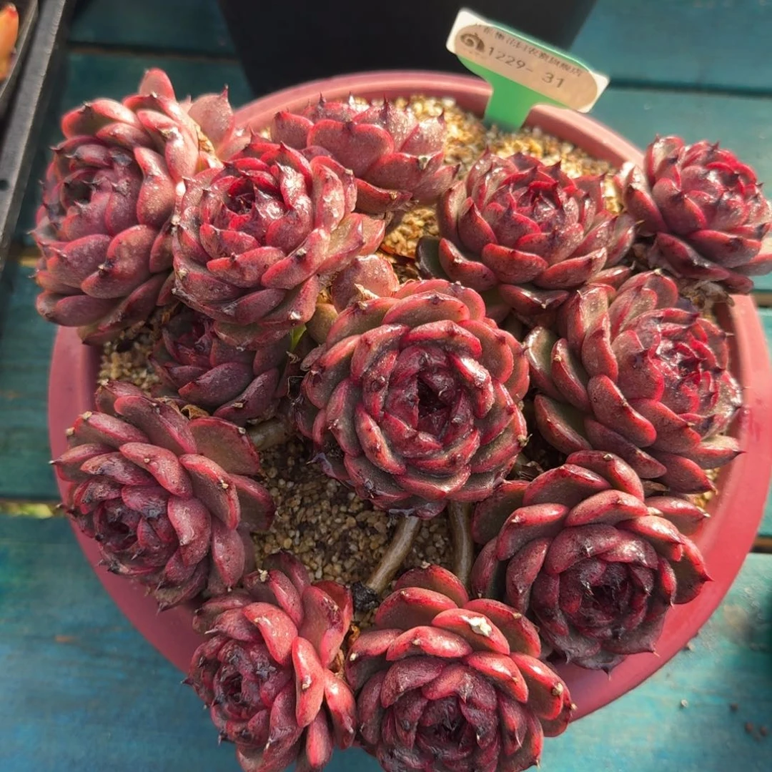 从前慢花园多肉编号1229-31