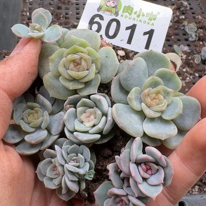 多肉植物多肉植物