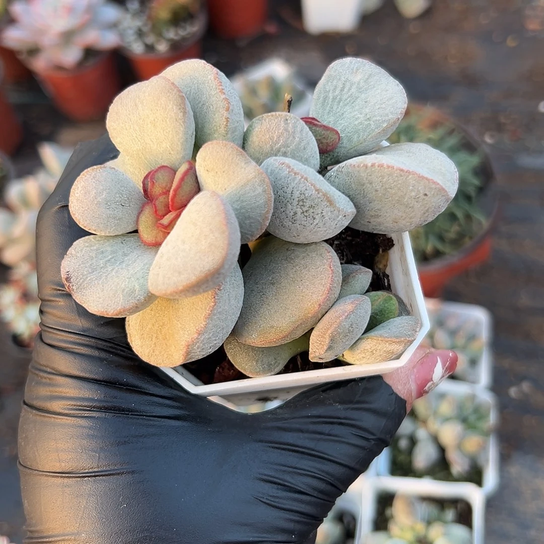 多肉植物春彩水泡