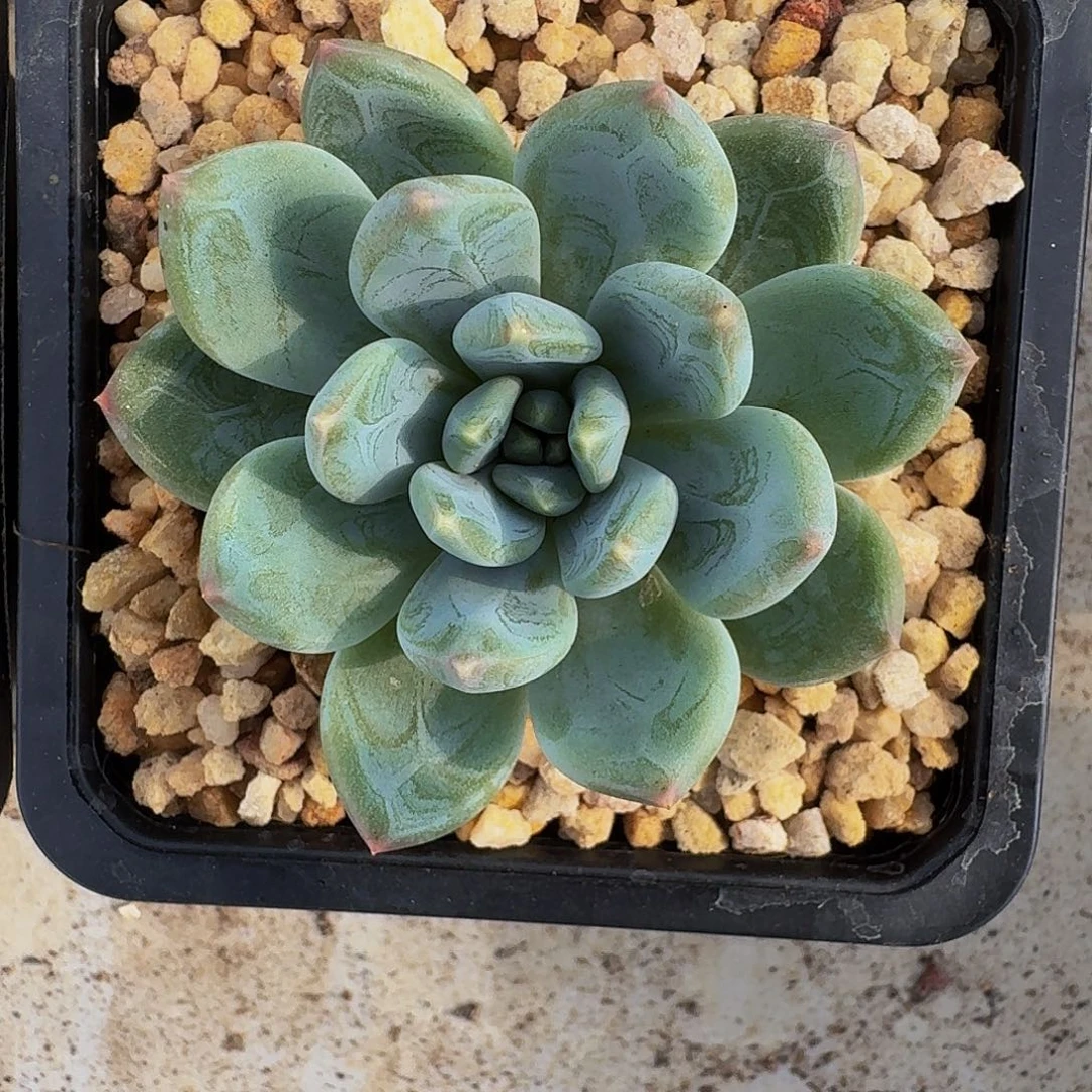 艾米丽 单头 一物一拍
