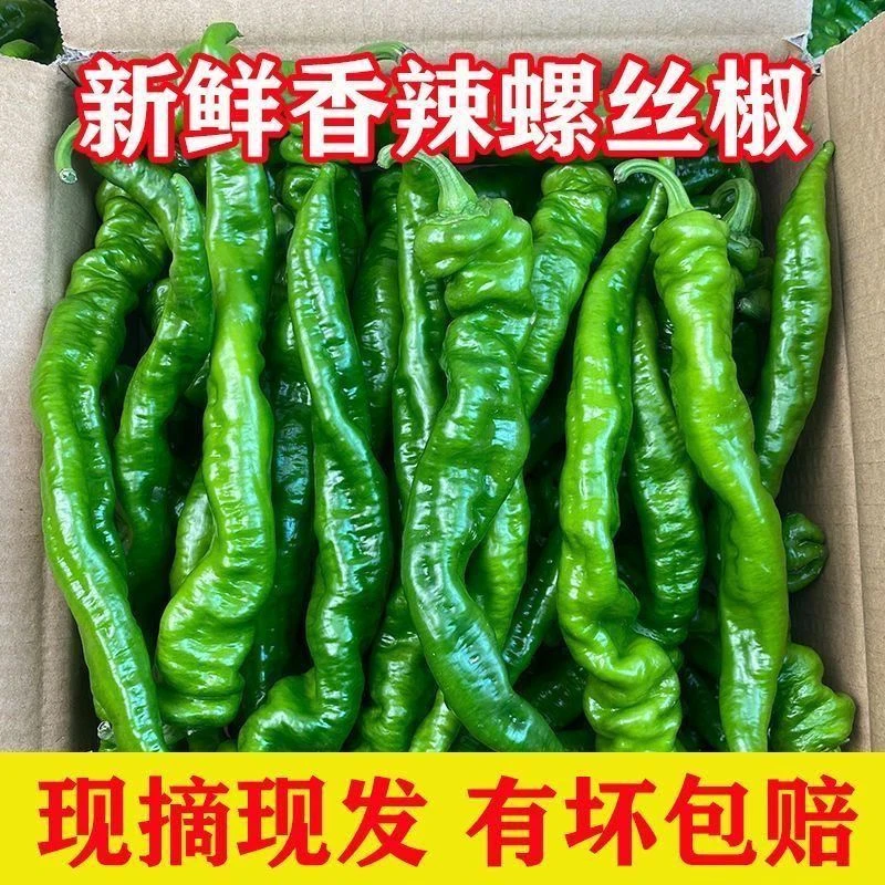 【无辣不欢】螺丝青椒辣虎皮香辣椒薄皮基地批发蔬菜螺丝椒新鲜香辣