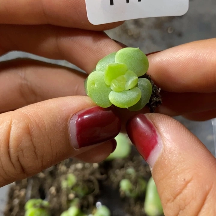 标签141珍妮一个多肉