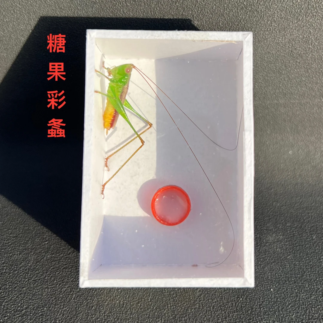糖果彩螽真糖果螽斯糖果彩螽观赏鸣虫糖果不影响休息鸣虫