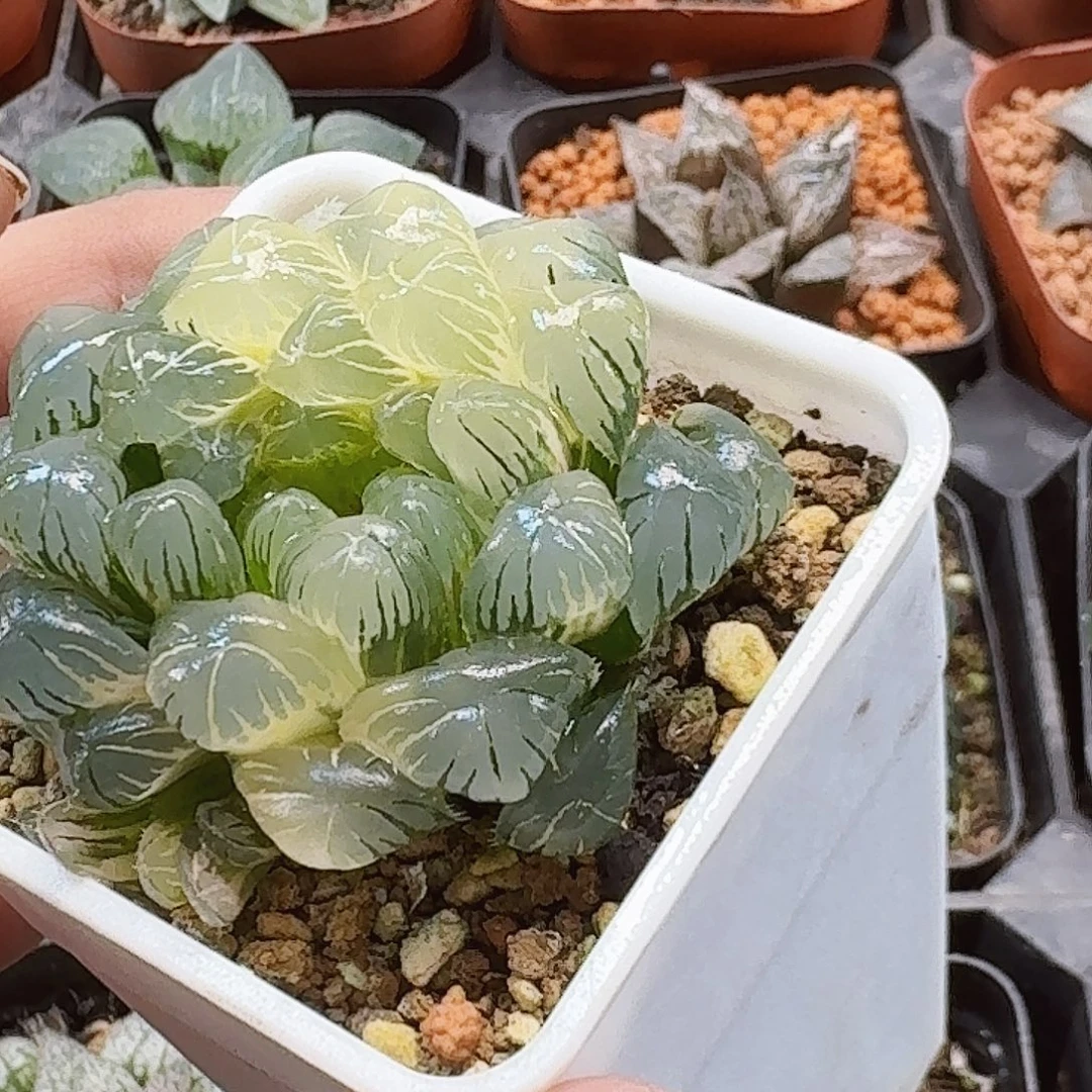 欣***0无花朵十二卷实生冰灯锦福利