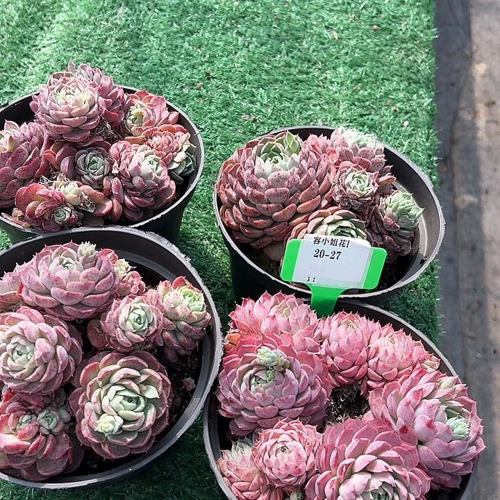 20.27一筐多肉植物