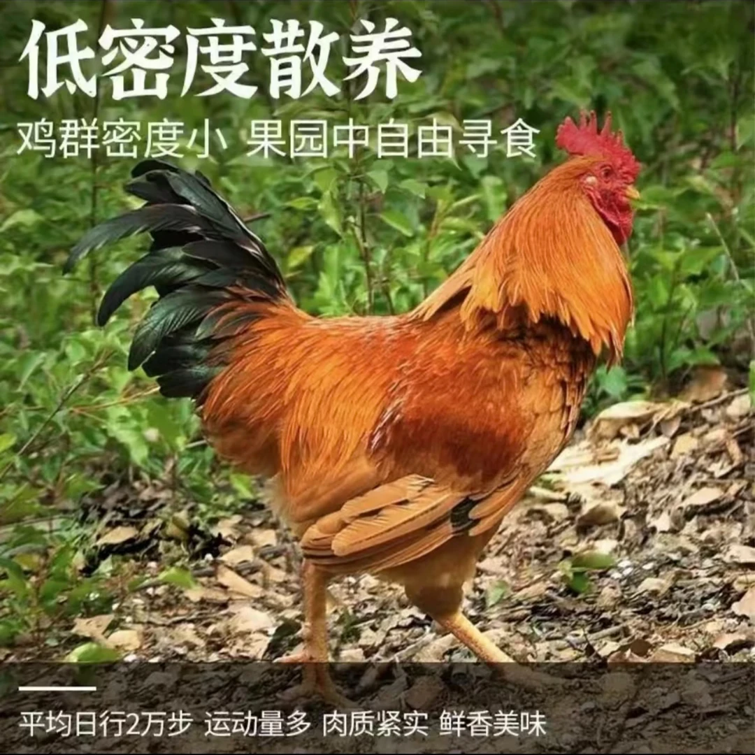 农家放养现杀老公鸡带脚蹬新鲜美味4斤左右