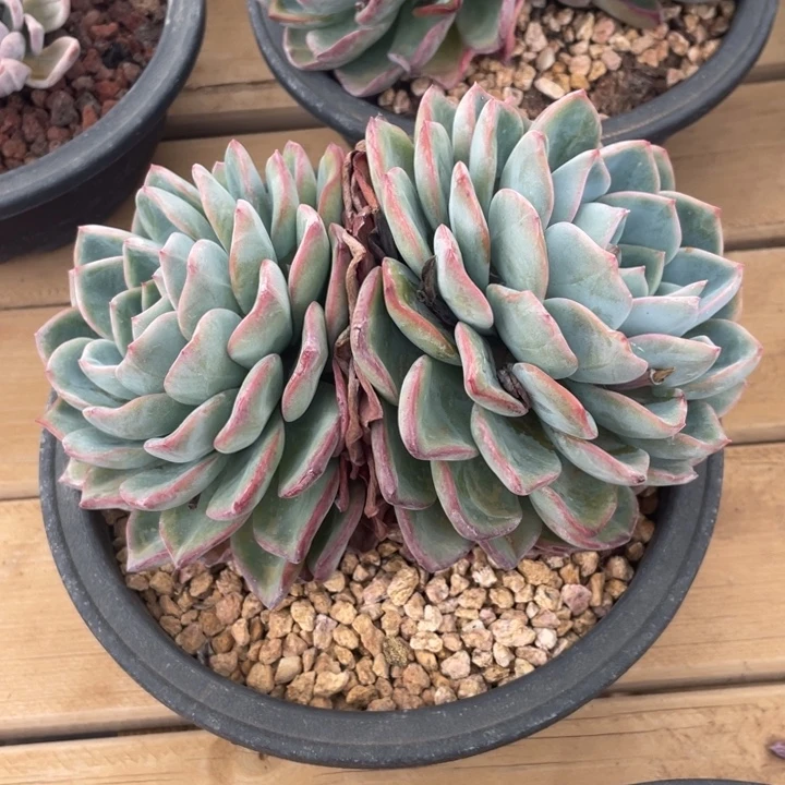 老桩泡芙冠幅19 公分一物一拍