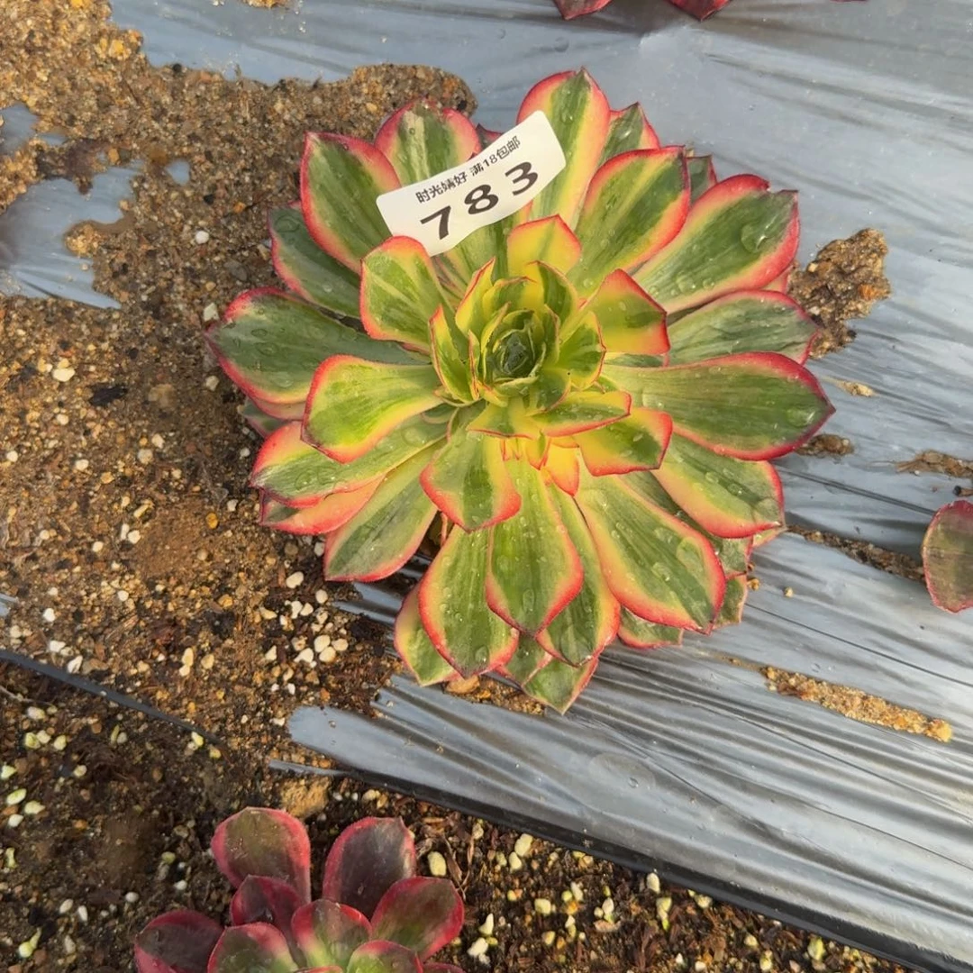 W***X783黑魔锦到秋。多肉植物