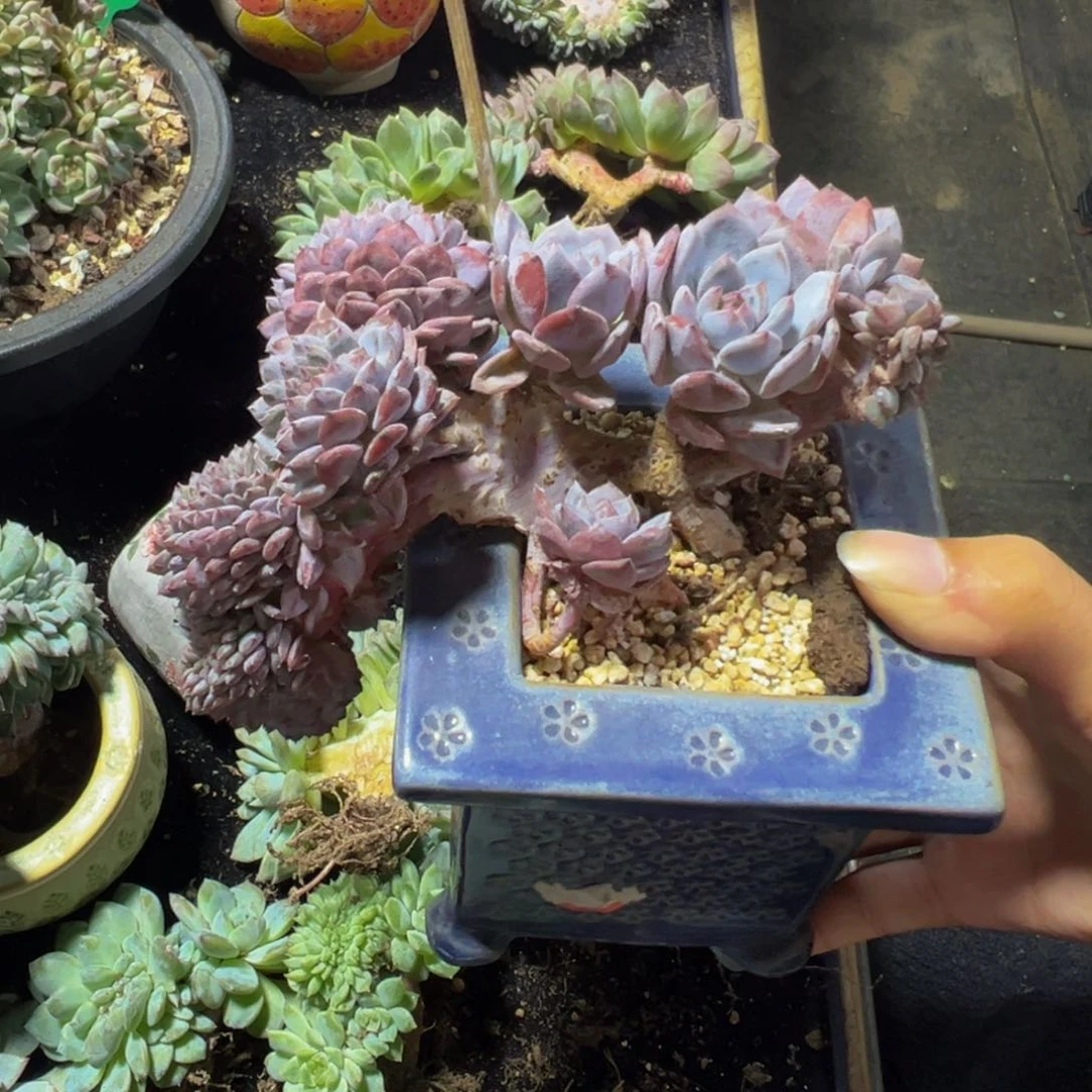 Q*天天开心 天天开心微瑕