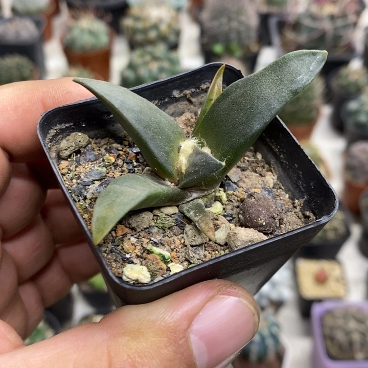 实生岩牡丹特价福利