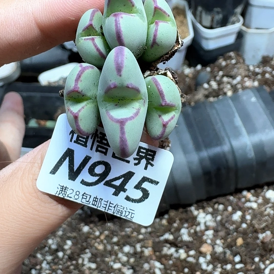 多肉植物的润泽吃吧