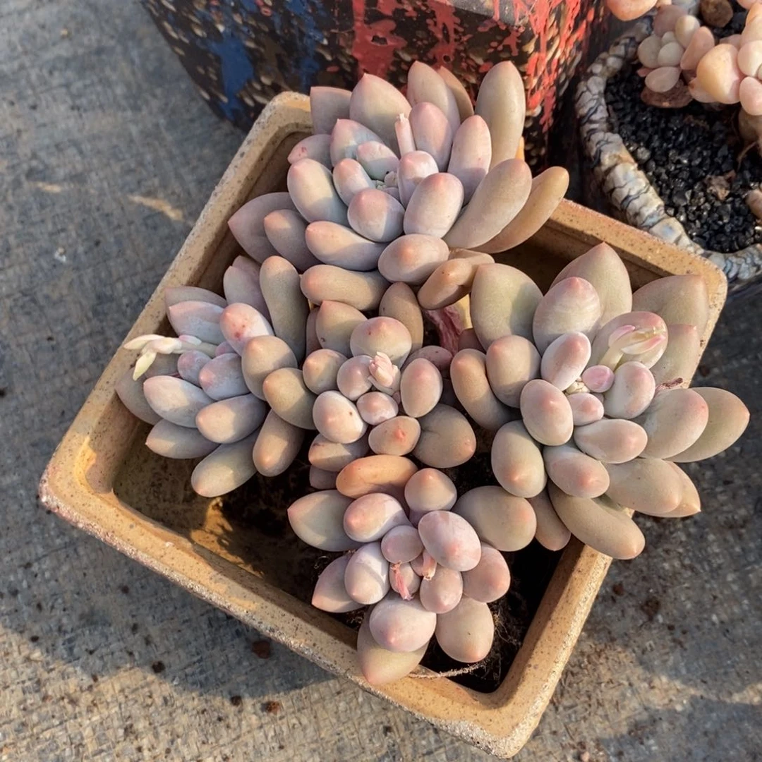 柚*.柚子汤圆多肉植物