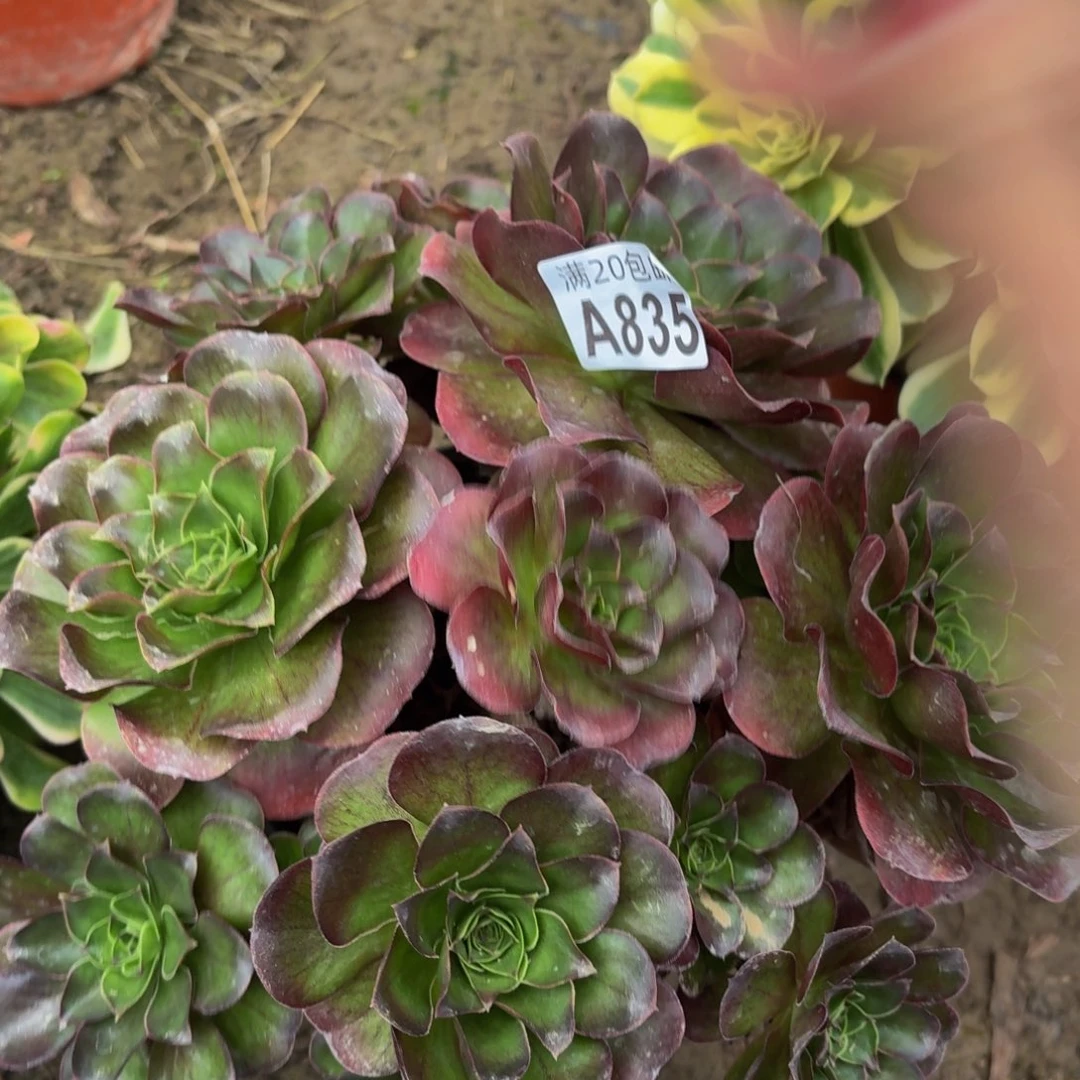 835多肉植物捧花的时候