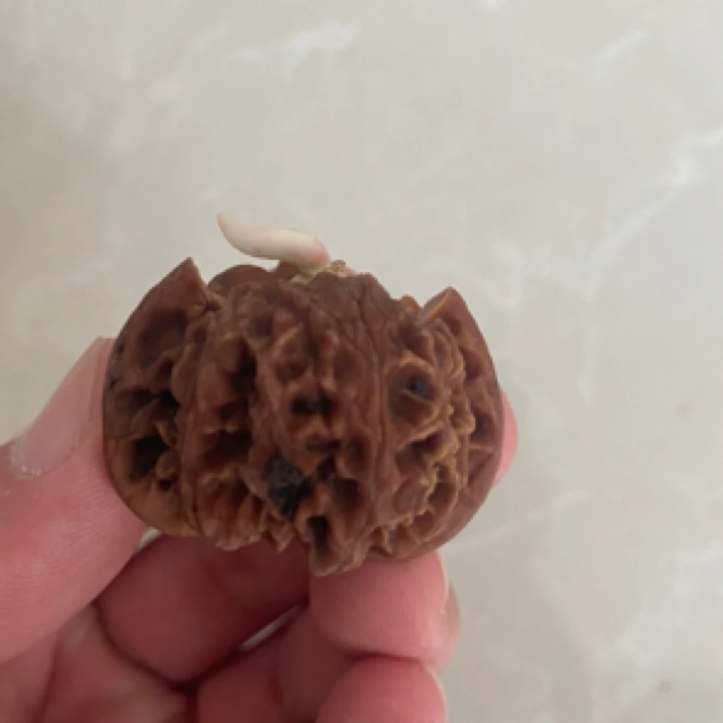 白狮子原生苗绿植