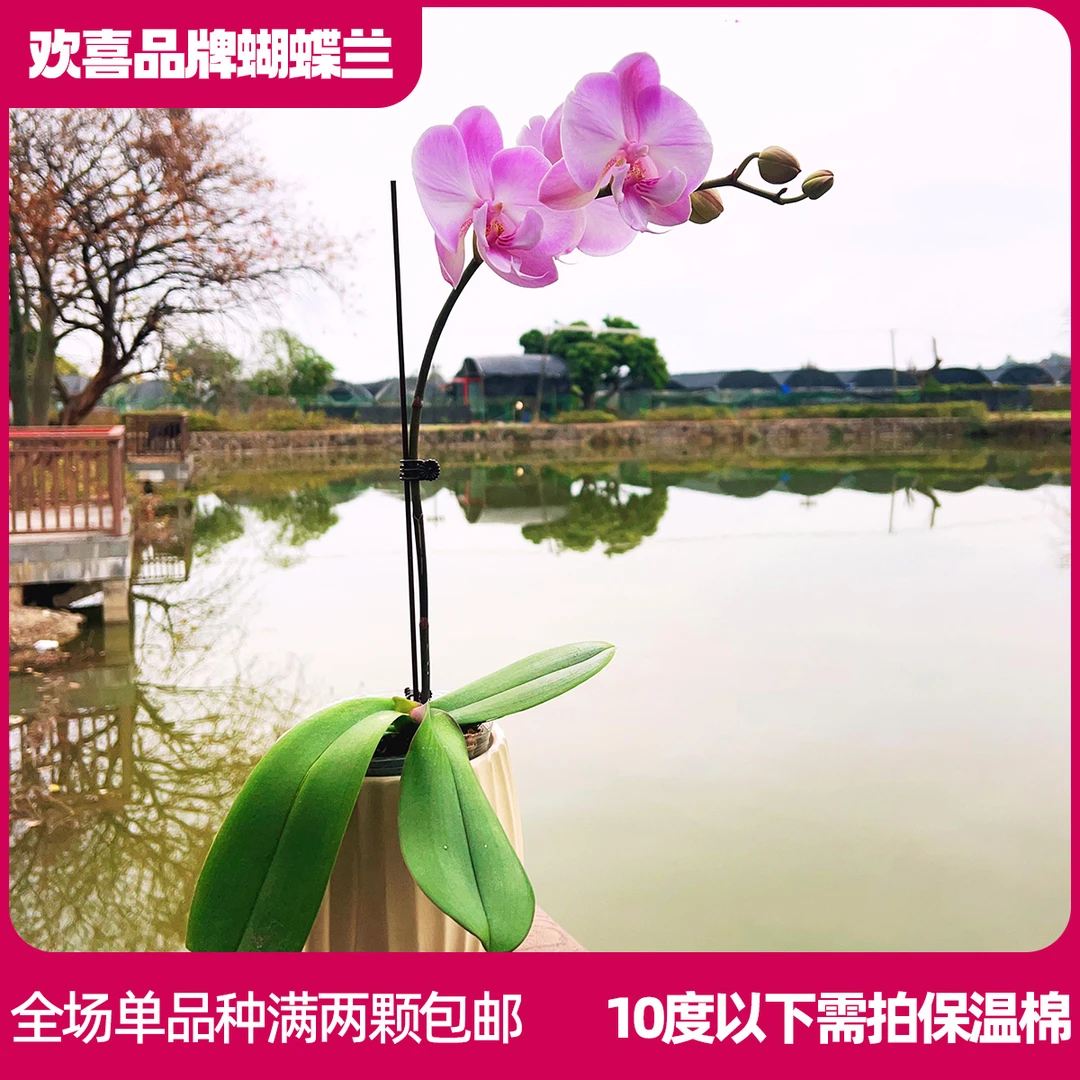 【雪山蜜桃】精品蝴蝶兰鲜花绿植室内花盆景带花带花苞花农自培育