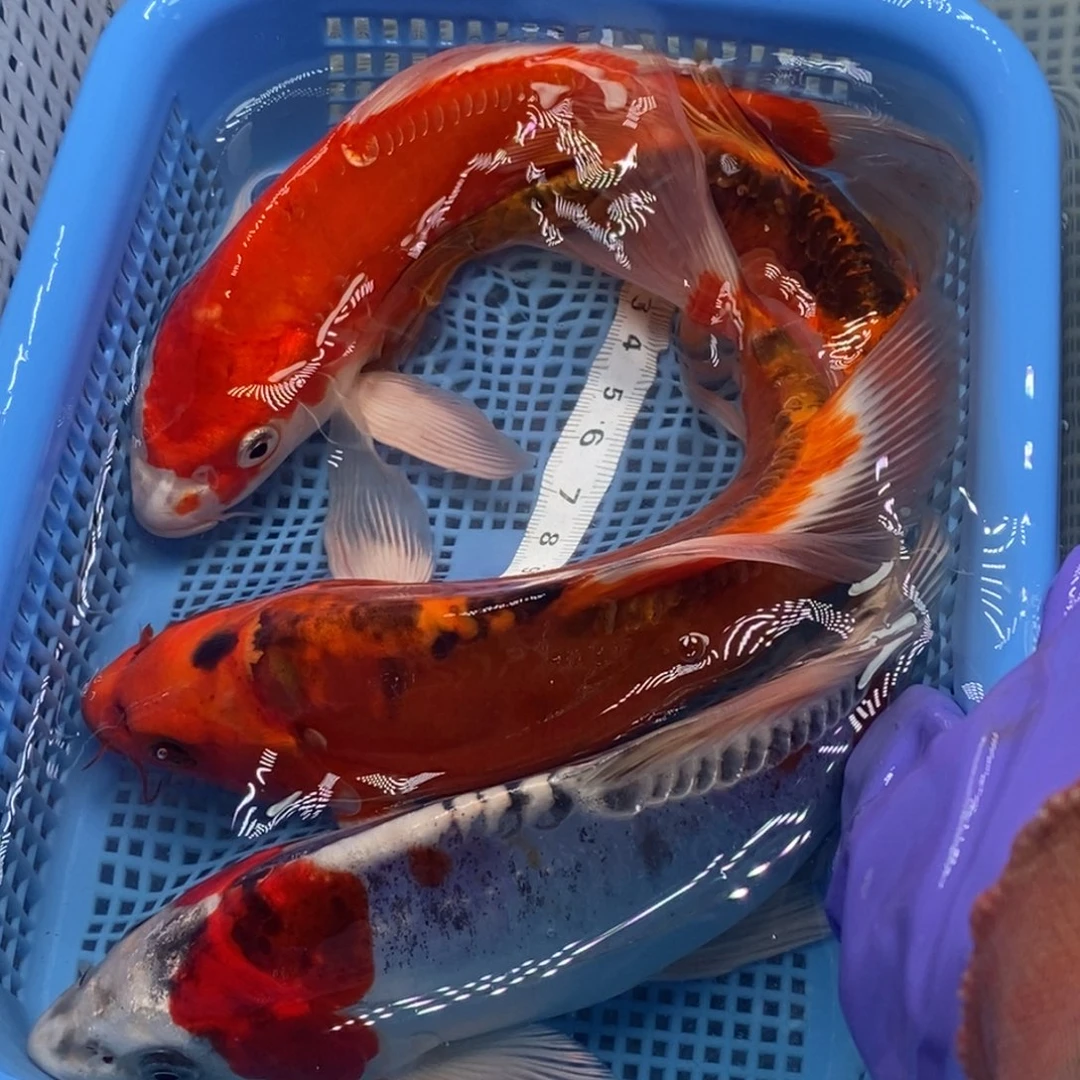 锦鲤冷水锦鲤包邮