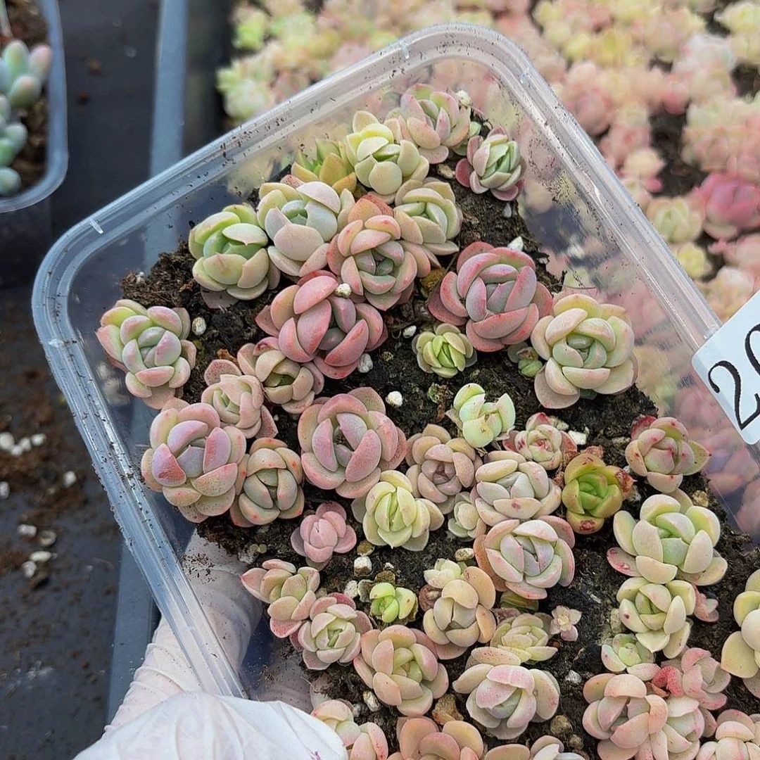 多肉植物多肉植物260