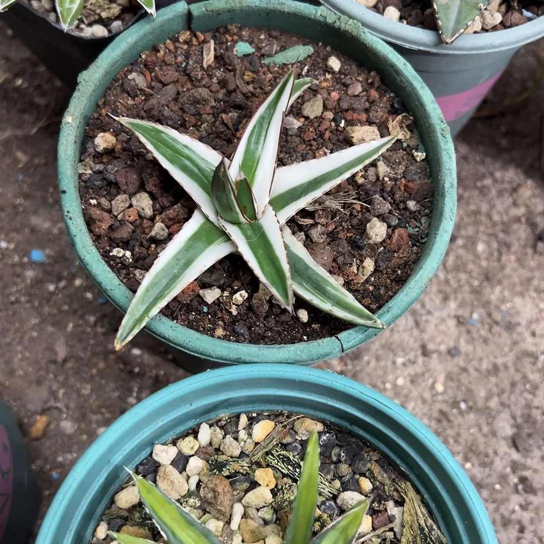 冰山锦龙舌兰植物