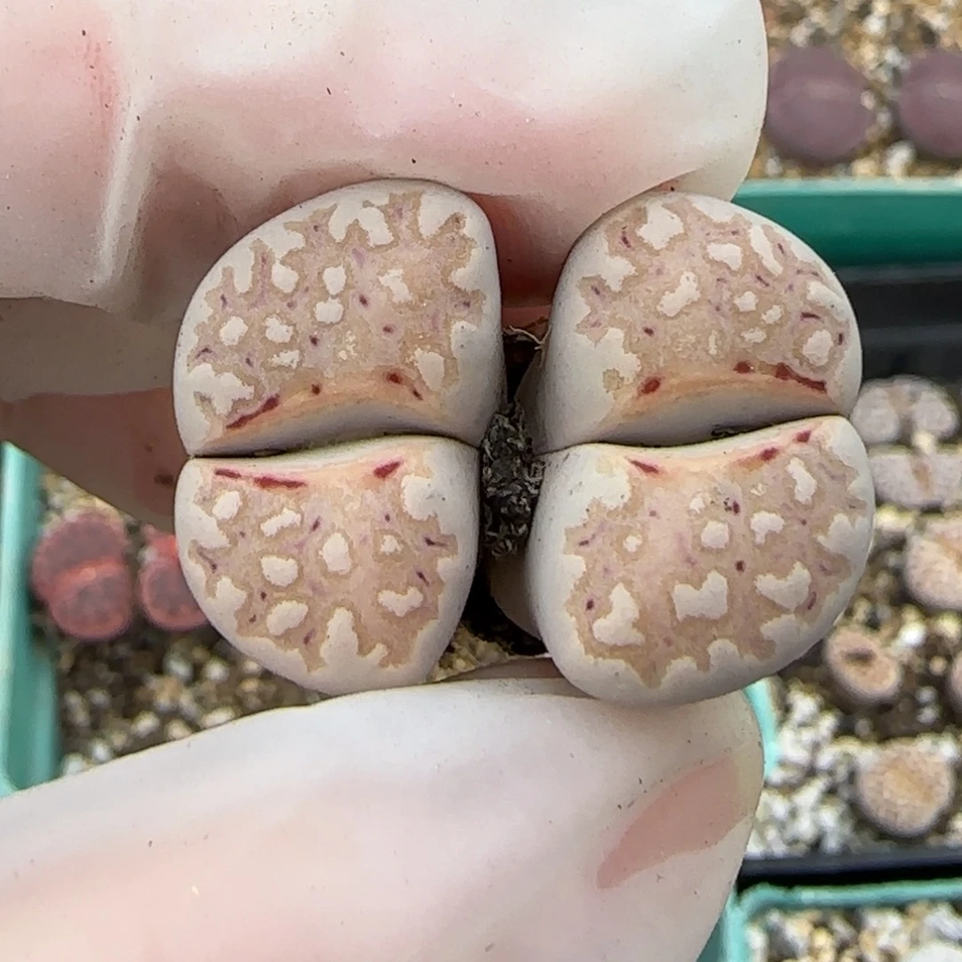 11.4。美美哒生石花母本清。8063