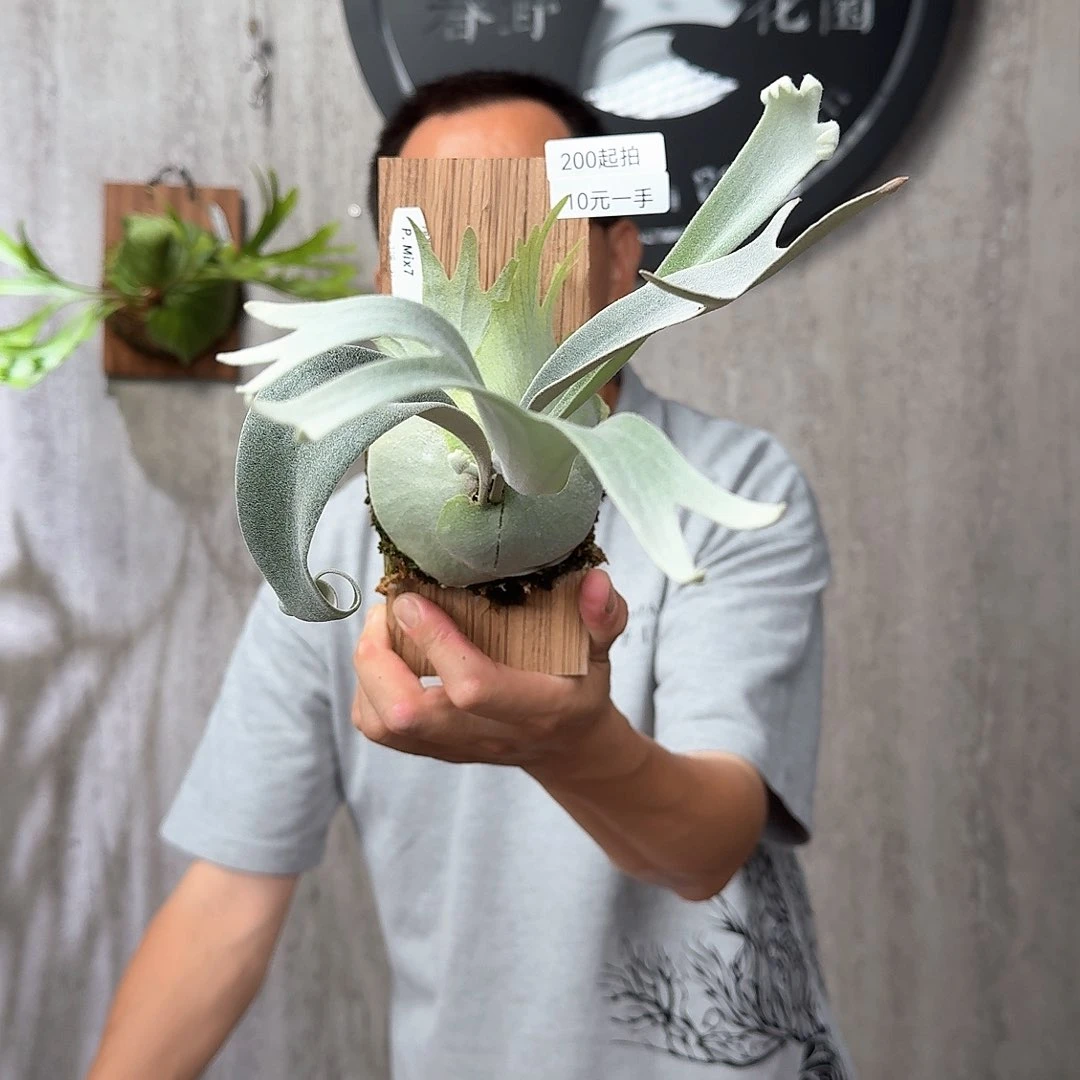 无花朵绿植绿植绿植绿植