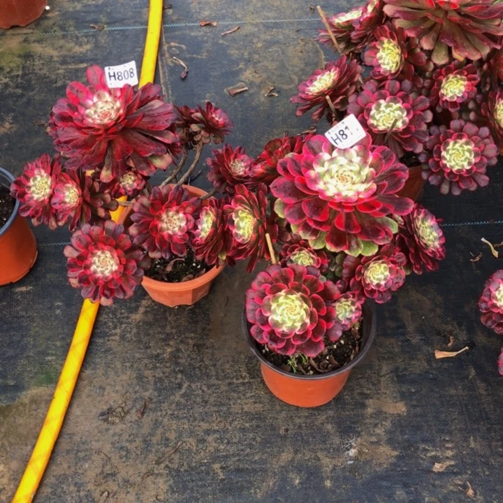 俩颗金钢多肉808811000000000