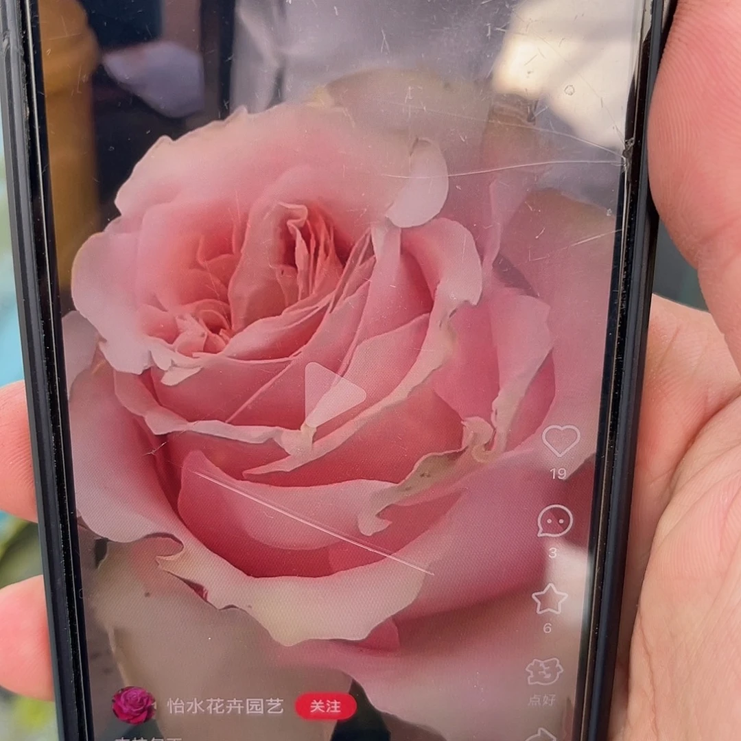 无花朵———杰拉尔丁 福利款