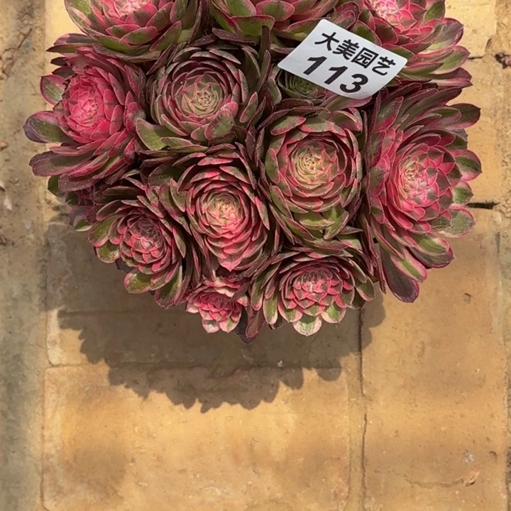 怀****店倾城变异丛林113寄养➕链接费