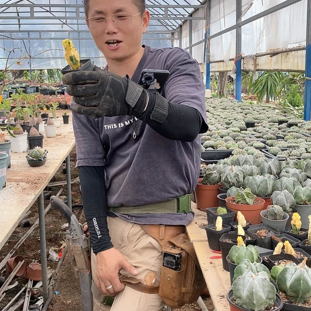 天**美随机发货。栾凤玉锦