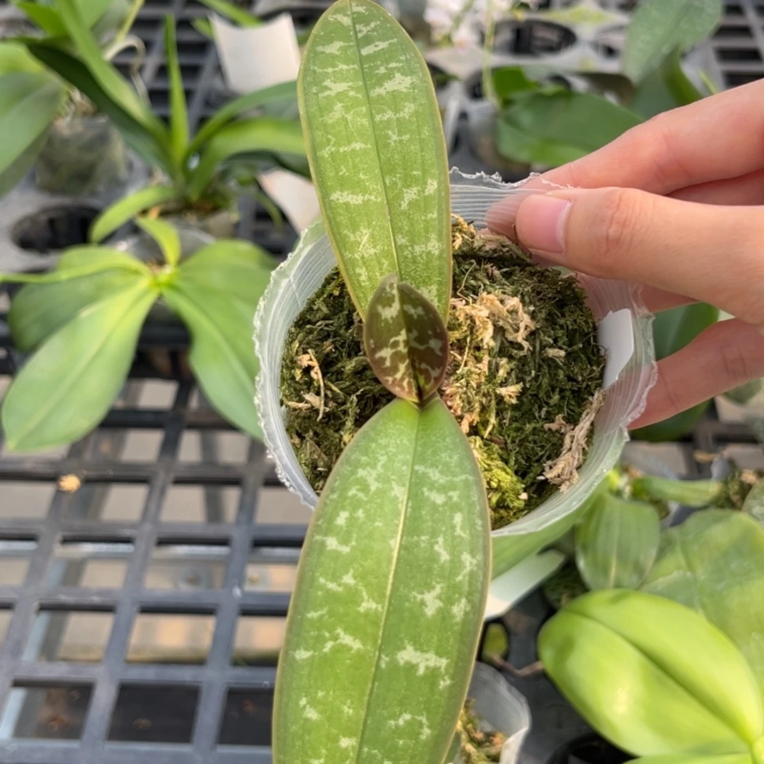 无花朵2.5寸888香黄史苗