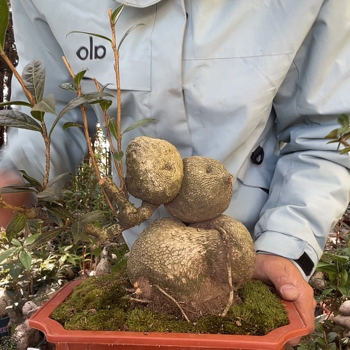 无花朵我也想要这样一款