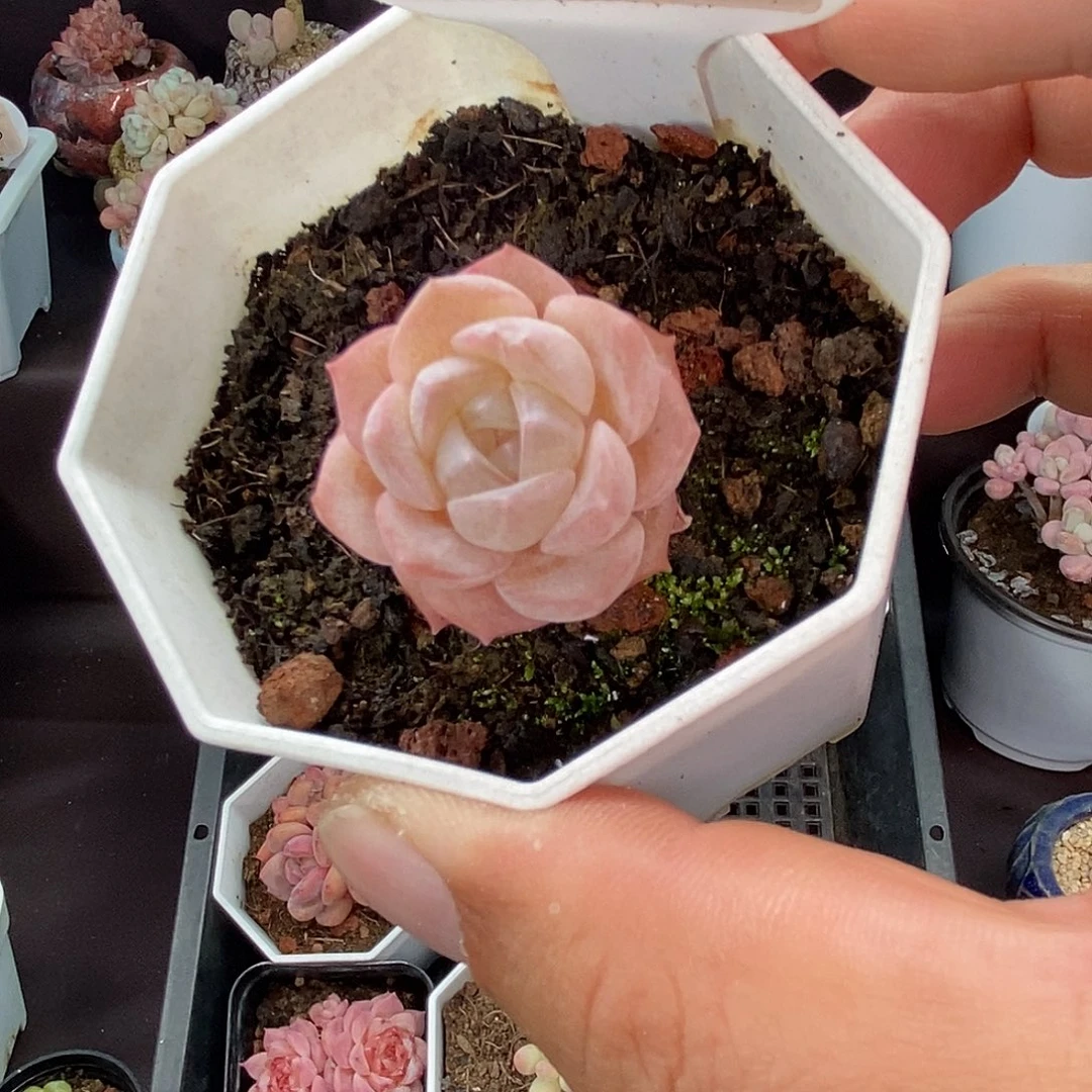 0045 冰贵妃 2.5cm